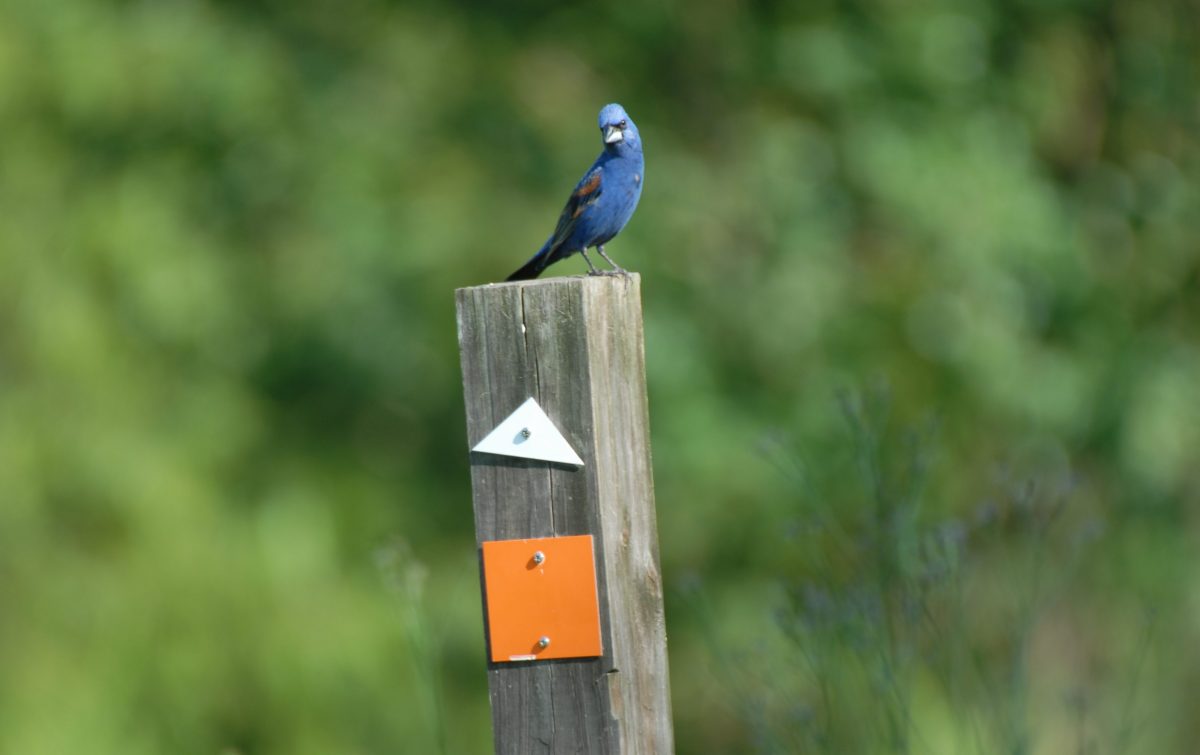 Birdwatching at Old Waynesborough Park